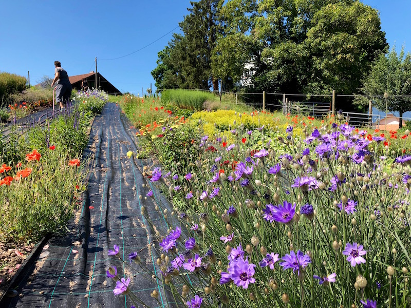 Sommer 2018